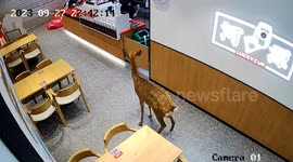 Staff astonished as sika deer dashes into beverage store in southern China