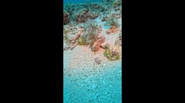 Sea Creatures Display Their Disappearing Act