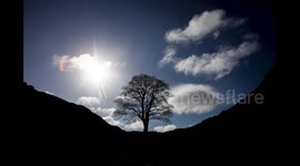 Fears vandals hacked down Robin Hood-famed Sycamore Gap tree on Hadrian's Wall