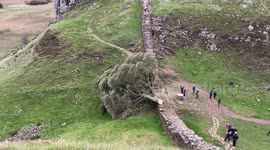 Famous Northumberland Sycamore Gap tree ‘deliberately felled’