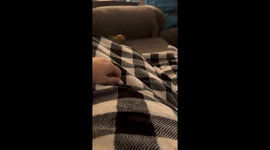 Parrot And Cat Play As Unlikely Friends