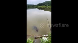 Chinese women encounters rare Yangtze alligator at fishing spot