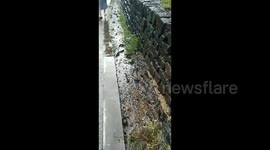 Astonishing sight as climbing perch form orderly queue to migrate across land in China