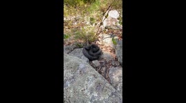 Rattlesnakes Care For Their Young