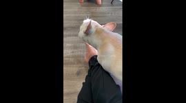 Lazy French Bulldog puppy uses human intervention to eat his bone