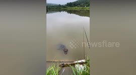 Resident befriends alligator that visits her in fishing pond in China