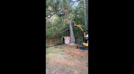 Felled Tree Falls On Fence And Shed