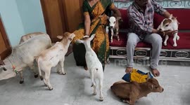 Dwarf bovines to become a new attraction for pet lovers!