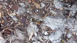 Ants attack the centipede and hunt it