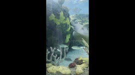 Turtle citing at the Ripley’s Aquarium in Toronto Canada