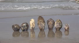 Giant clams make beautiful reflections in water on a beach after the water recedes, at Pattaya, Thailand.