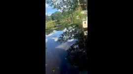 'Meet Bubbles!' - This clever Snapping Turtle visits the filmer every day to get fed