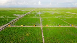 Technology helps transform saline-alkali soil into fertile land in China's Baicheng