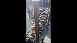 Sea Lions Squeeze Onto Dock for Naptime