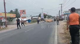 Raid Cattle Roaming on the Highway, Anticipating Accidents