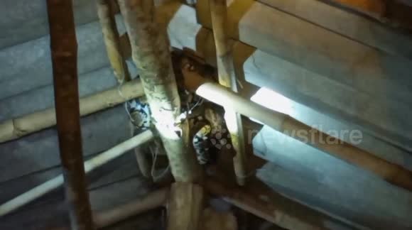 Massive 13ft python that feasted on farmer's chickens caught in coop in ...