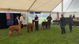 National alpaca show held in New Zealand