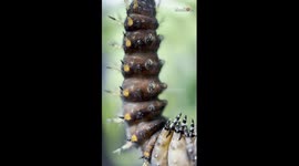 Miraculous timelapse of the Great spangled fritillary butterfly metamorphosis *Wonders of Nature*