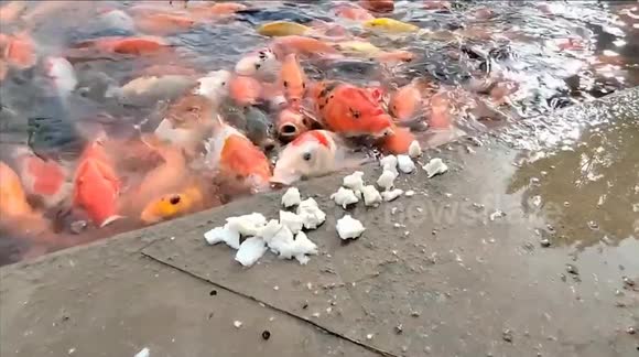 Hungry koi hurl themselves from the water to eat pieces of food