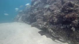 Shark with huge scar and missing eye swims right up to my face while SCUBA diving