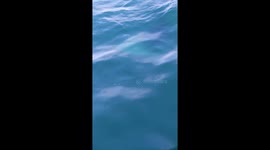 Stingray (skate) destroyed by seal right beside boat in Mossel Bay