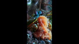 Peacock Mantis Shrimp Carries Her Eggs