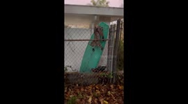 Heartwarming rescue of Los Angeles bobcat found stuck in fence