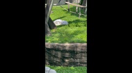 Orangutan mother, baby share heartwarming moment under a blanket