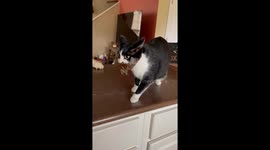 Crafty cat catches bird inside Mississippi home