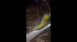 Bright Yellow Porcupine Spotted in Amazon Jungle