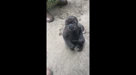 Monkey Wants Some Love