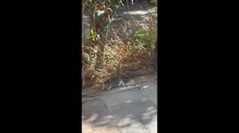 Kitties climbing through a fence | Two little kittens exploring the world in my backyard | little cats fit through a fence