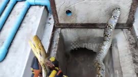 Wildlife team rescue python stuck on manhole cover