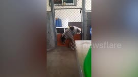 Pet dog crawls into door's hole to enter house