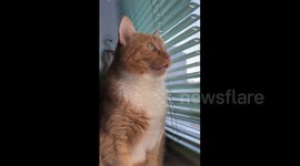 Funny felines: Canadian cat knocks before entering, Ukrainian cat can't stop staring
