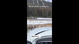 Holy sheep! Grizzly bear spotted CHASING herd of bighorn sheep in Canada