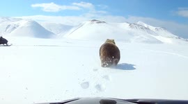 Top 10 Wild Animal Encounters