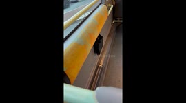 Unexpected passenger: Bedbug spotted on bus in France