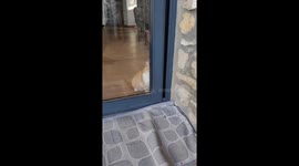 Clever cat opens closed sliding door by pulling welcome mat through tiny gap