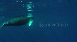 'Close encounter' with Humpback Whale Calf