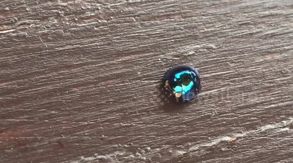 A steel blue ladybug/ladybird - Buy, Sell or Upload Video Content with Newsflare