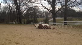 Horse rolls and scratches his itch! 