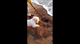 Dog finds gold...amazing!!!!