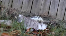 Python swallows cat whole