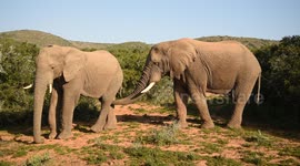 Male elephant explores another elephant's body with its trunk