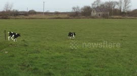 Spring is in the air, First time young calfs walk on, and see grass