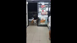 Adorable dogs wait patiently at shop door for owner to return