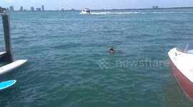 Tiny dog taking a ride