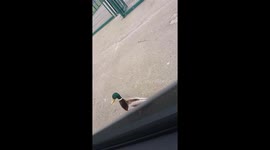 Dangerous duck attacks car passengers