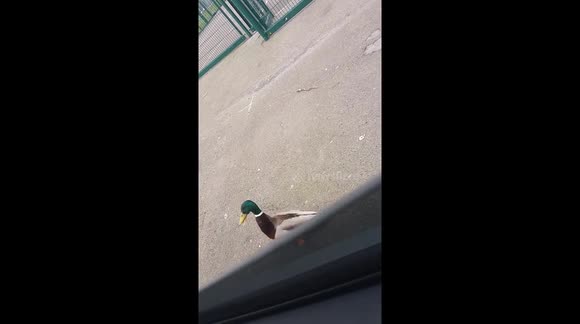 Dangerous duck attacks car passengers